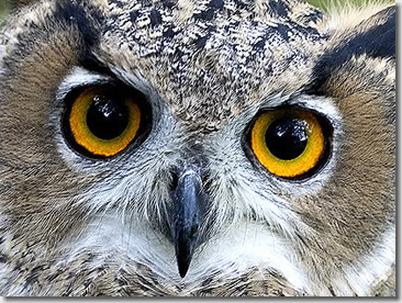 owl01.jpg
