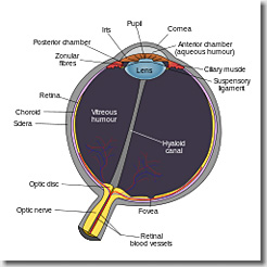 OpenCV, Log-Polar Transform, Fovea Centralis